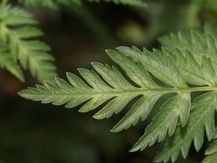 leaf, detail